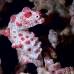 seahorse_pygmy_hr_si_v_0014_kom0331.jpg